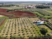 Casa - Cittanova (04964)