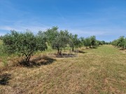 Terreno agricolo - Cittanova (05003)