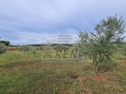 Terreno agricolo - Cittanova (04422)
