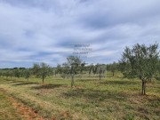 Terreno agricolo - Cittanova (04422)