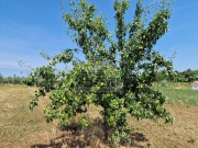 Terreno agricolo - Cittanova (05003)