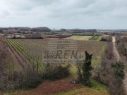 Terreno agricolo - Verteneglio (05681)
