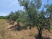 Terreno agricolo - Cittanova (05003)