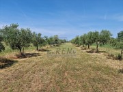 Terreno agricolo  - Cittanova (05003)