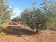 Terreno agricolo - Cittanova (04472)