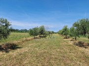 Terreno agricolo - Cittanova (05003)