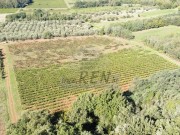 Terreno agricolo - Verteneglio (05682)