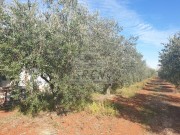 Terreno agricolo - Cittanova (04472)