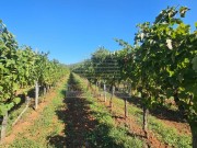 Terreno agricolo - Verteneglio (05682)