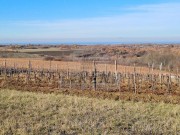 Terreno edificabile  - Cittanova (04482)