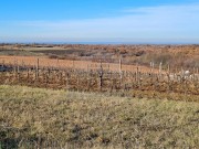 Terreno edificabile - Cittanova (04482)